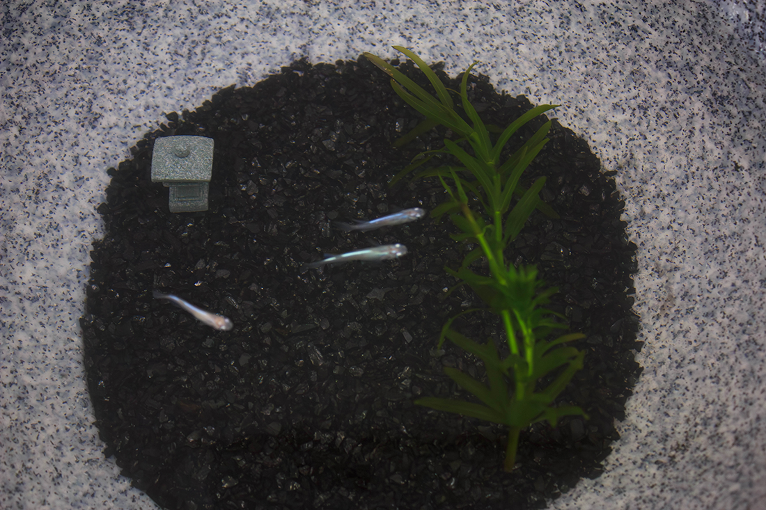 ひと庭の京スターター2