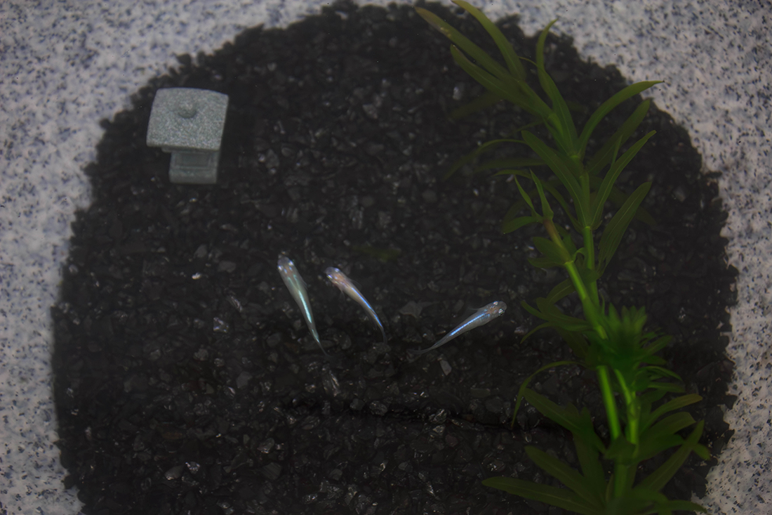 ひと庭の京スターター3